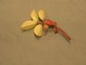 Peperomia blanda var floribunda-6.jpg